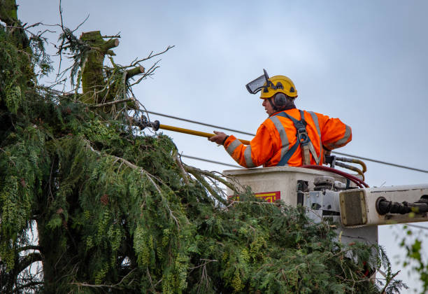 Best Tree Health Inspection  in Watervliet, MI