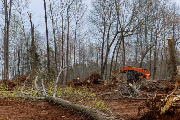 Best Utility Line Clearance  in Watervliet, MI