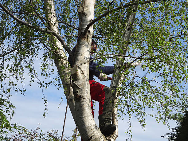 Best Tree Preservation Services  in Watervliet, MI