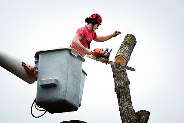 Best Seasonal Cleanup (Spring/Fall)  in Watervliet, MI